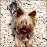 Filou - 6 Jahre