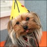 Daisy's erster Geburtstag