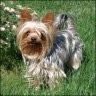 Filou - 6 Jahre