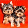 Alina & Aiden