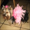   Maxi  