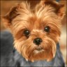Luischatz - 11 3/4 Jahre