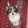 Callas - 11 Wochen (Biewer-Yorkie)