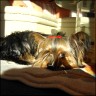 Benji - 1,5 Jahre