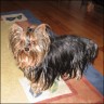 Lissa - 5 Jahre