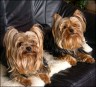 Carlos & Peppino - beide 3,5 Jahre 