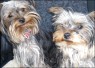 Sara (7 Monate) & Dewi (5 Monate)