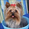 Daisy - 16 Monate