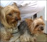 Brummer (4 Jahre) & Mandy (9 Jahre)