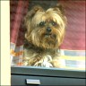 Nelson - 7 Jahre