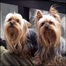 Ashi (3 Jahre) & P�ppi (8 Jahre)