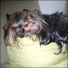 Lissa - 9 Jahre