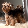 Idefix - 4 Jahre