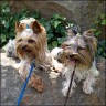 Percy & Biewer-Yorkie Calimero 