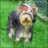 Goldi - 7 month