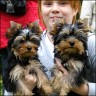 Yorkie-Babies - 13 Wochen