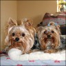 Tyson (3 Jahre) & Rocky (2 Jahre)