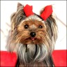 Daisy (2 Jahre) - das kleine Teufelchen