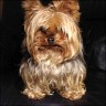 Chips - 3 1/2 Jahre