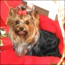 Yorkie-M�dchen - 1,5 Jahre