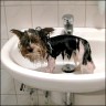 Leider kein Name dieses Biewer-Yorkies