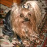 Jenny - 7 Jahre