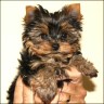    Shirly   