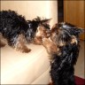 Tapka & Henry