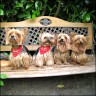 Belana 10 Jahre, Delilah 8 Jahre, Ulli 8 Jahre und Picolo 8 Jahre