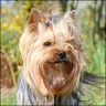 Mickey - 2 Jahre