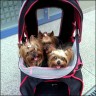 Angie (2 Jahre), Xanischi (8 Jahre) & Ayu (2 Jahre)