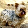 Chips - 5 Jahre