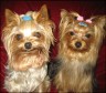 Percy & Chleo