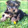 Bailey - 8 Wochen