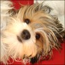 Callas - 1,5 Jahre
