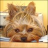 Dodi - 2 Jahre