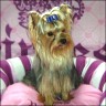 Blue Luna - 1 Jahr