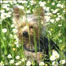 Bonnie - 2 Jahre