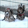 Tiffany (2 Jahre) & Xandria (6,5 Monate)