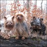 Percy (5 Jahre), Cleo (2 Jahre) & Paige (4 Monate)