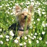 Bonnie - 2 Jahre