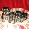 Babies - 4,5 Wochen