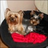 Yosie - 3 Jahre & Oskar - 11 Wochen