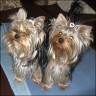 Bella Maja & Bailey - 8 Monate