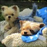 Dodo - 11 Jahre