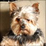 Lucky - 6 Jahre