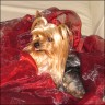 Kimmy - 8 Jahre