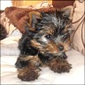 Cleopatra - 10 Wochen