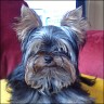 Yanko - 1 Jahr