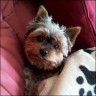 Peppi -  8 Jahre
